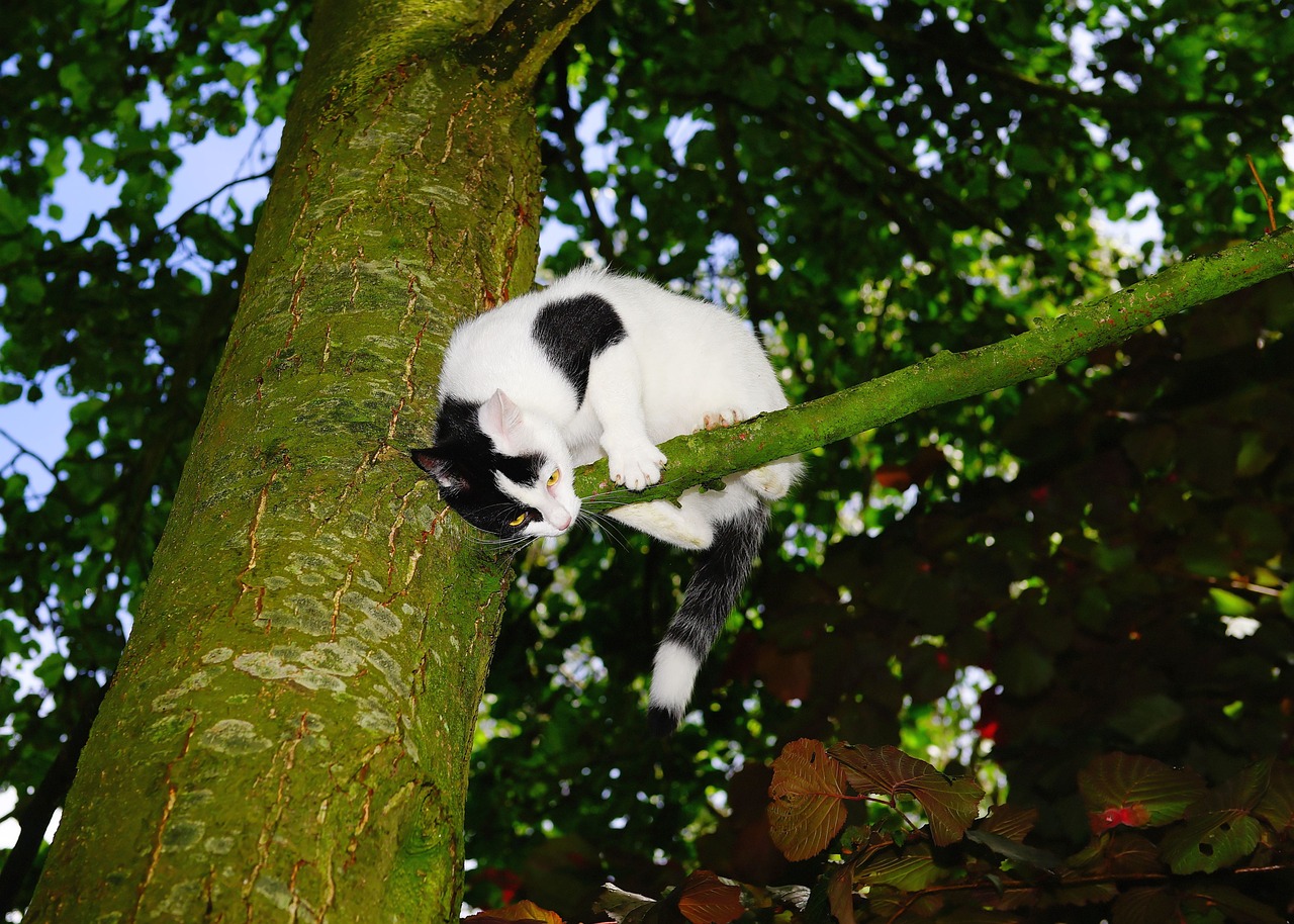 cat tree climb free photo