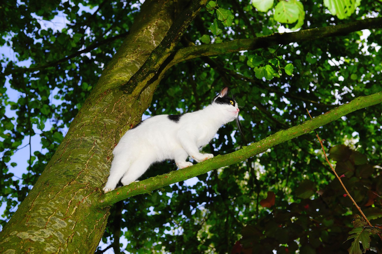 cat tree climb free photo