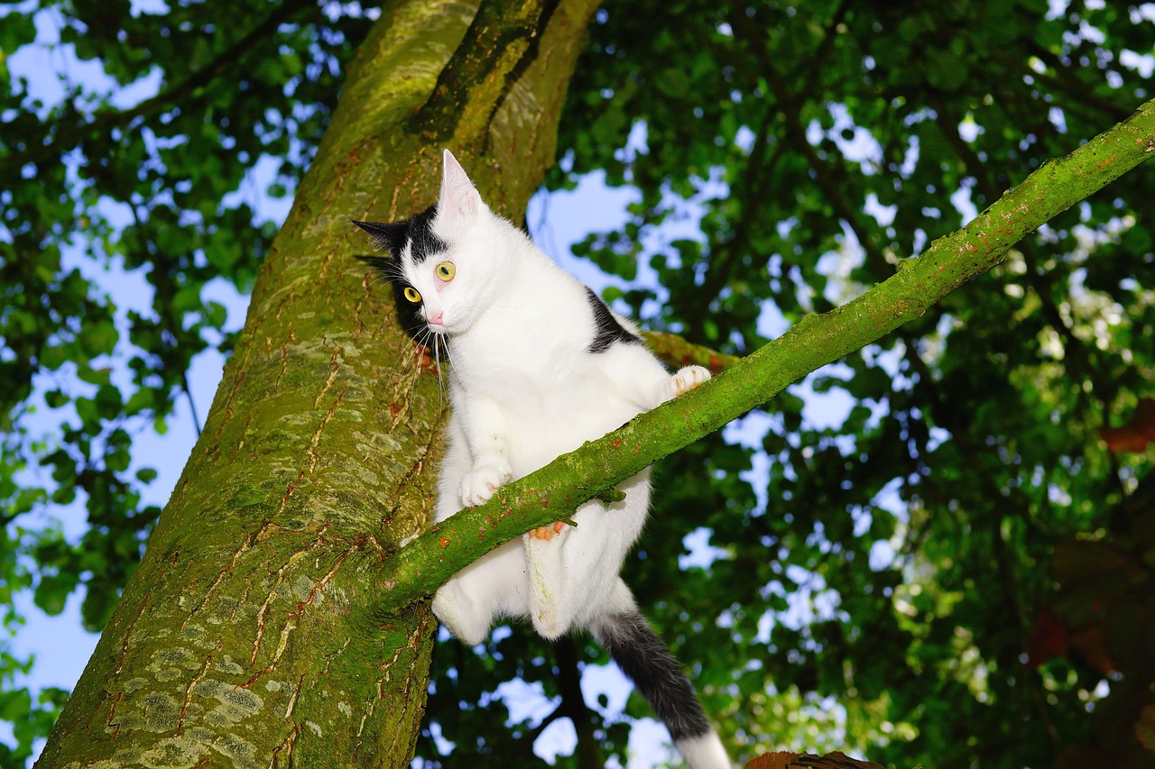 cat tree climb free photo