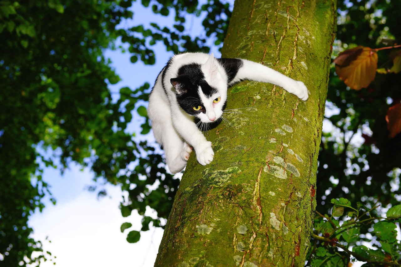 cat tree climb free photo