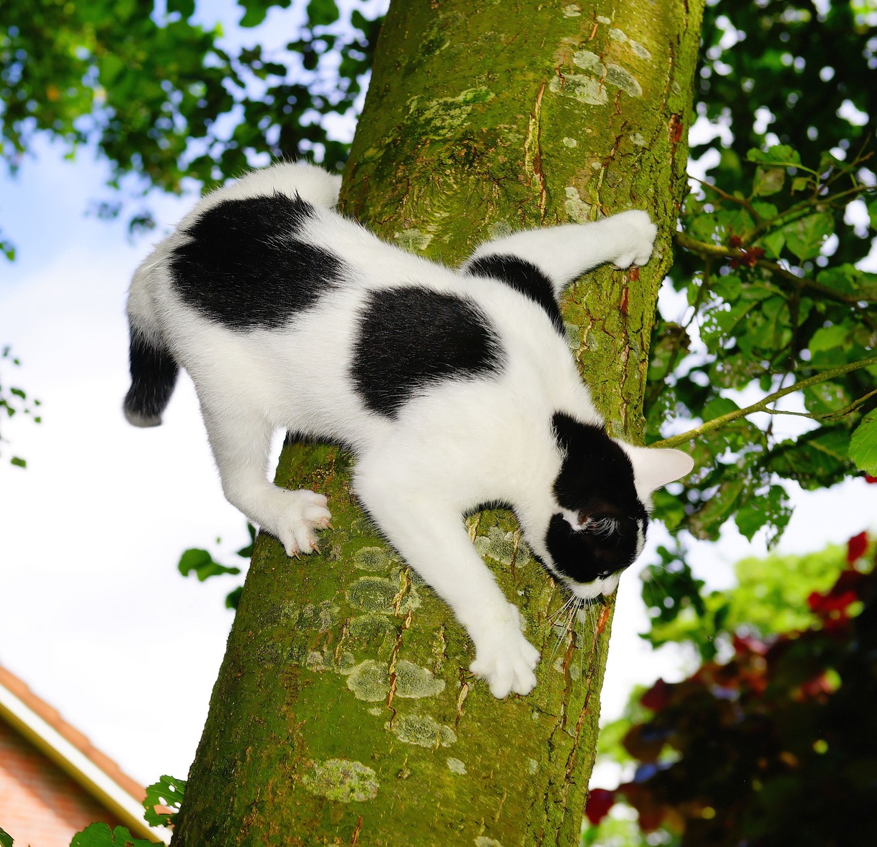 cat tree climb free photo