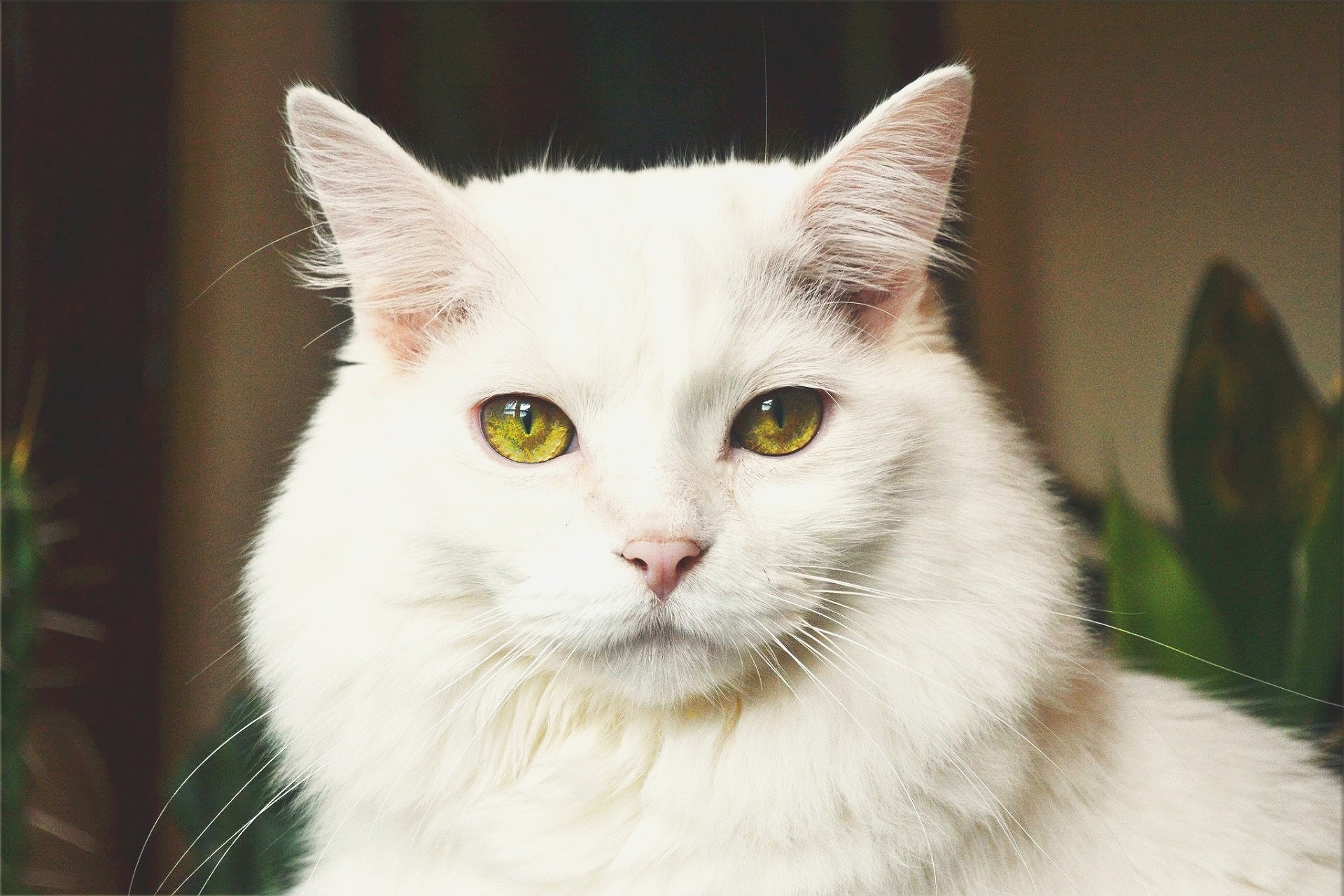 cat white portrait free photo