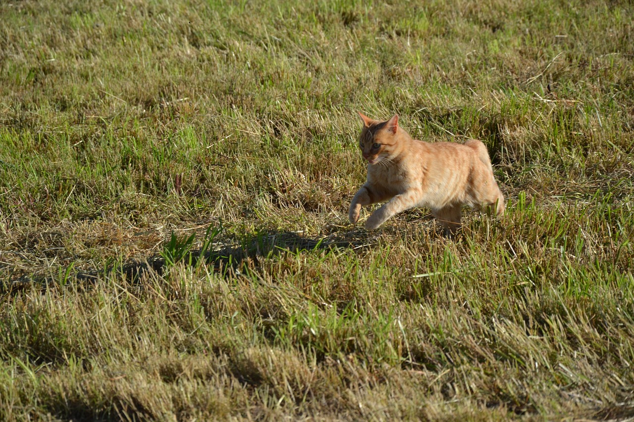 cat hay cute free photo