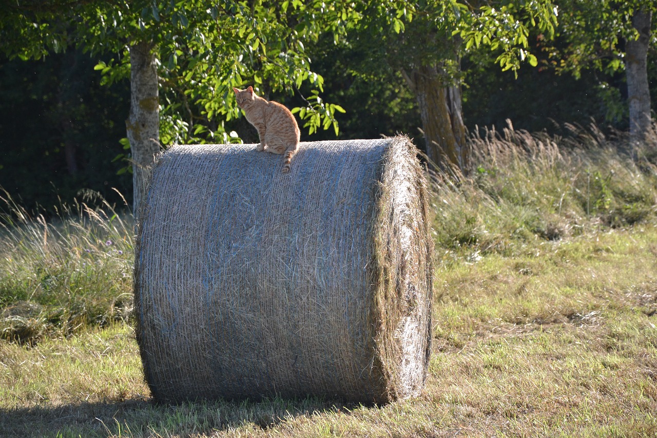 cat hay cute free photo
