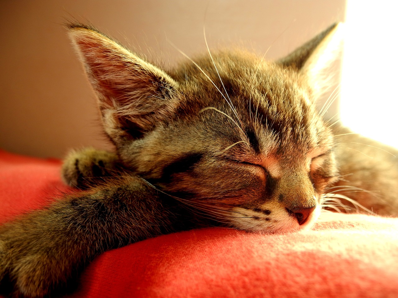 cat kitten sleeping free photo