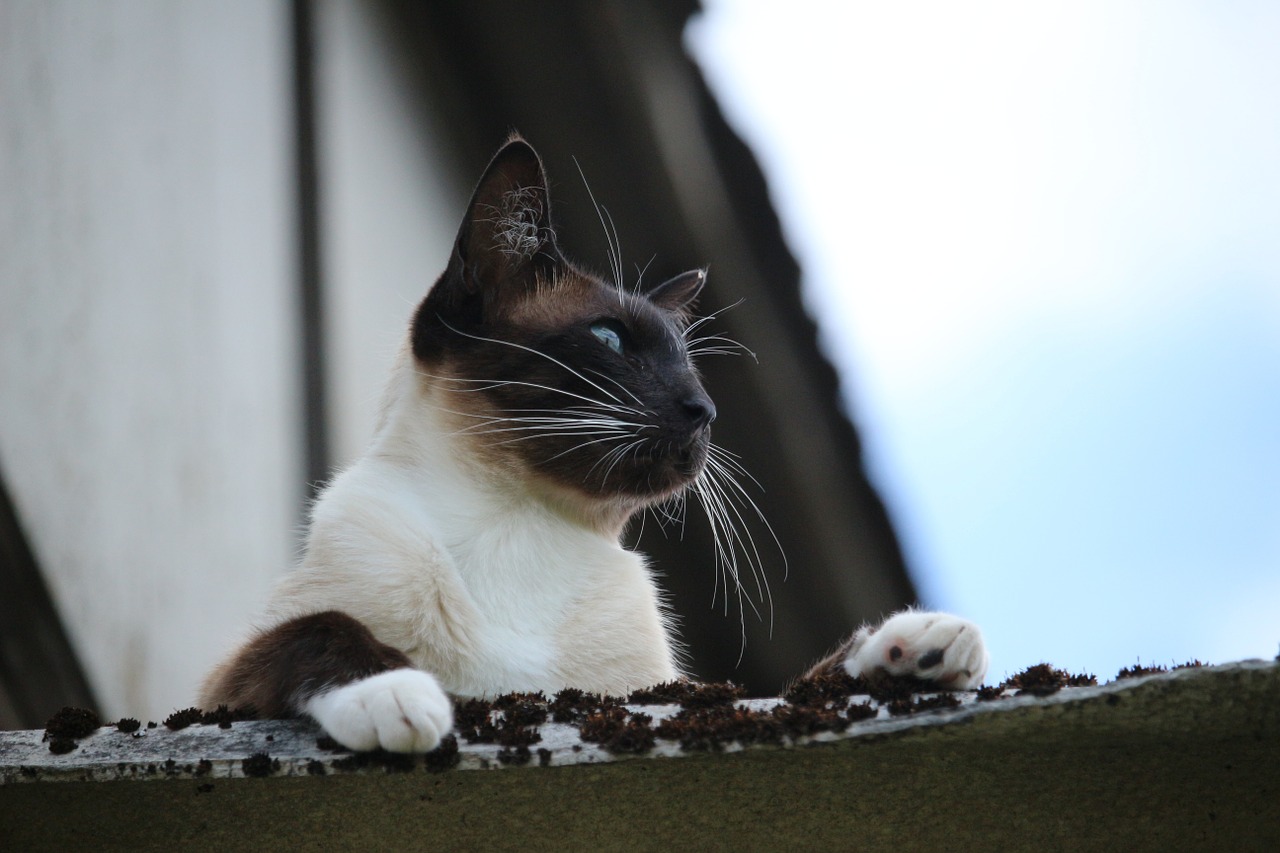 cat siamese siamese cat free photo