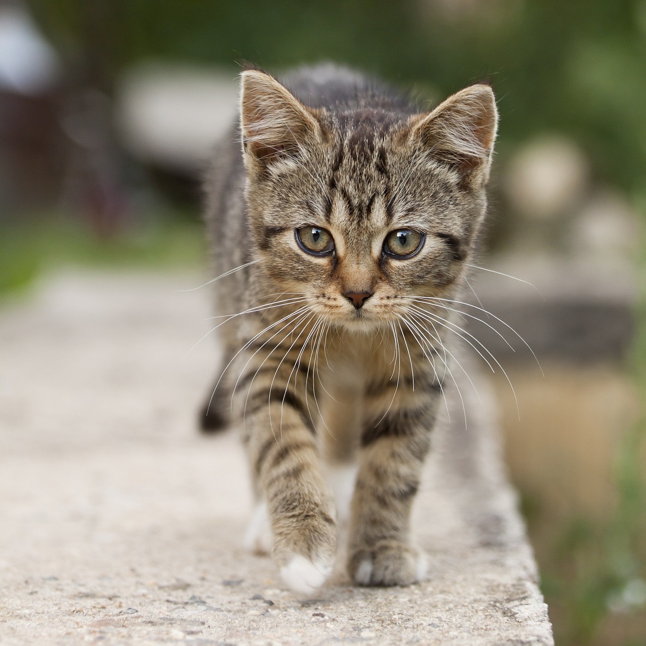 cat tabby outdoors free photo