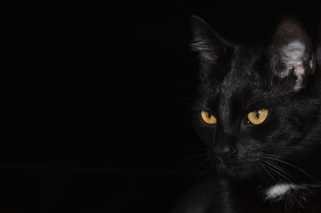 cat black background cat eyes free photo