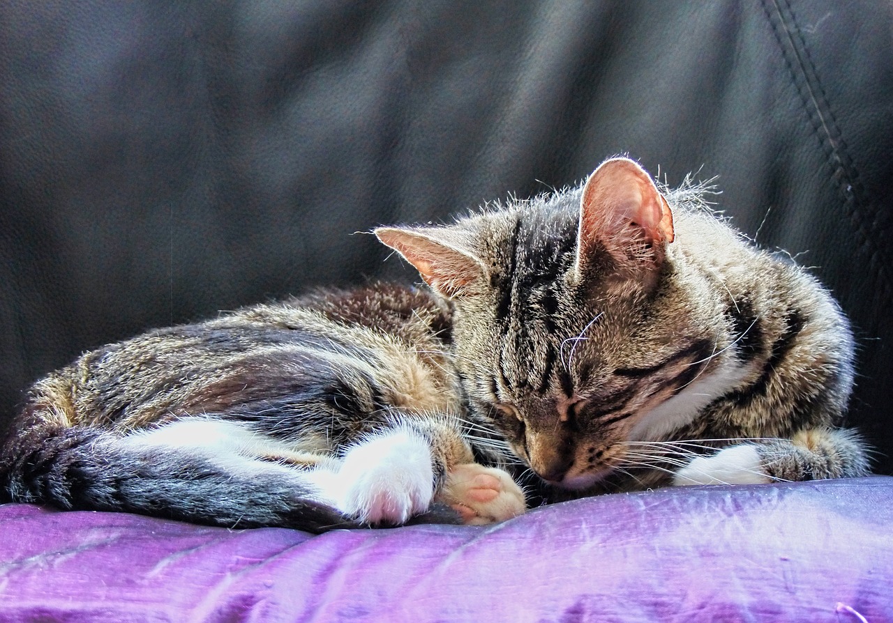 cat feline resting free photo