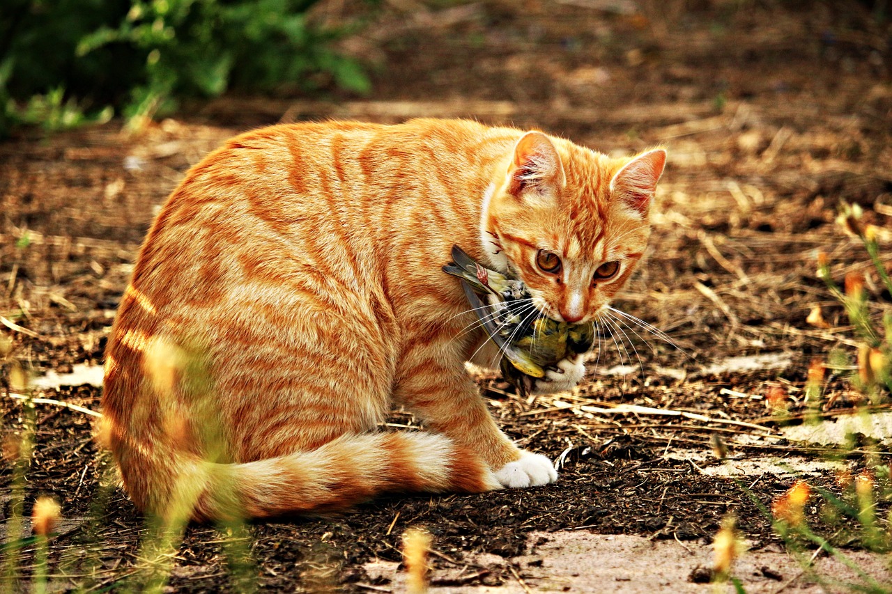 cat kitten bird free photo