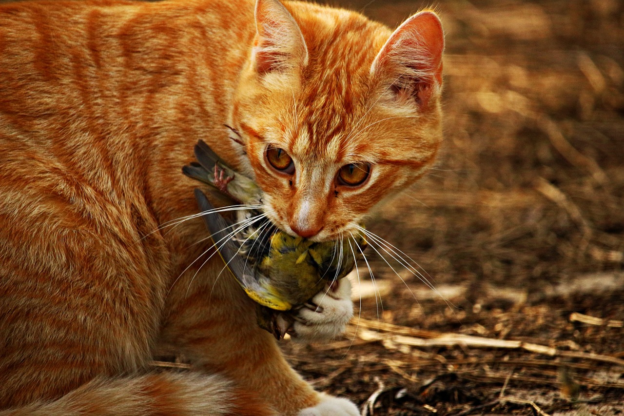 cat kitten bird free photo