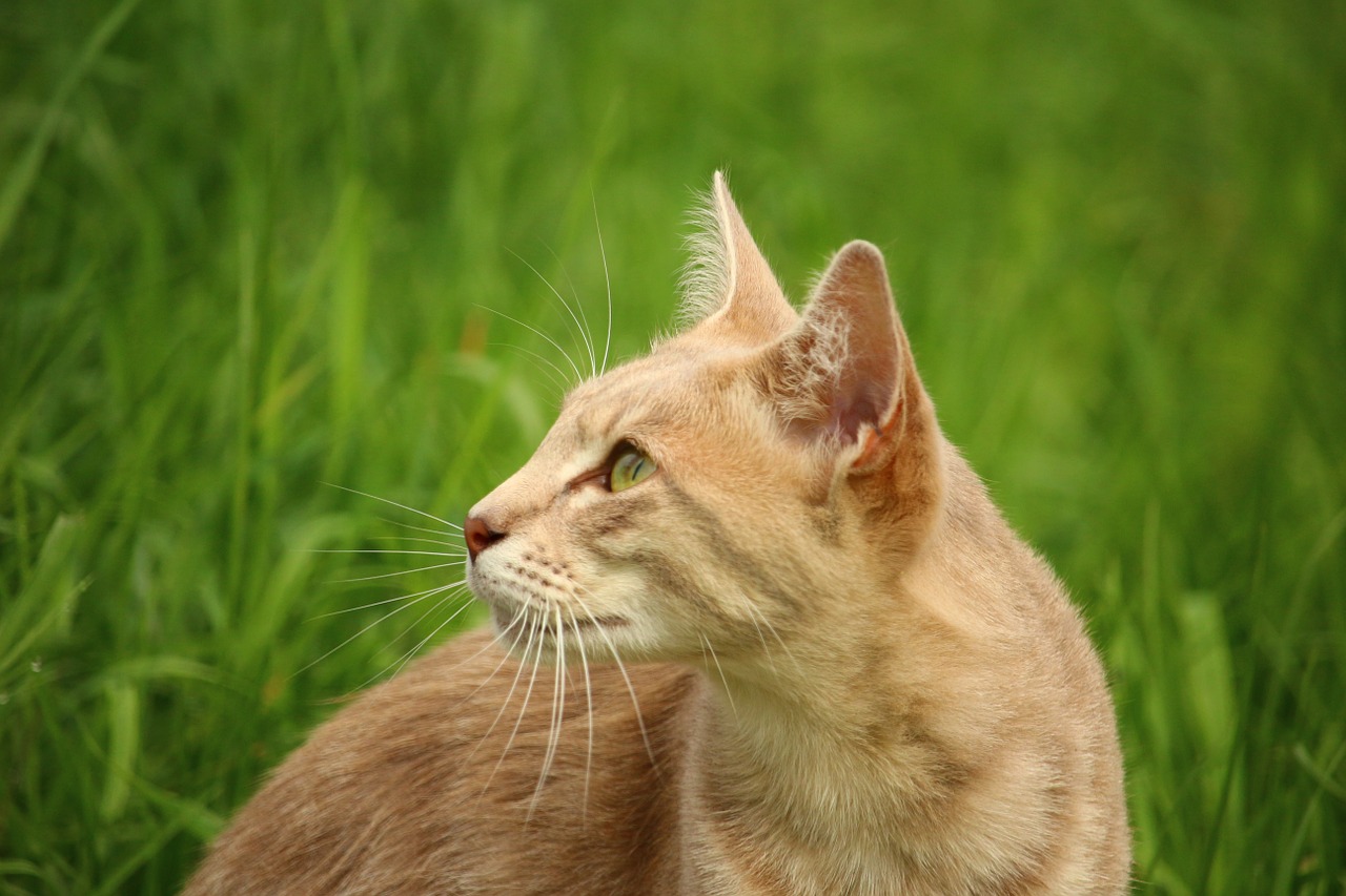 cat kitten mieze free photo