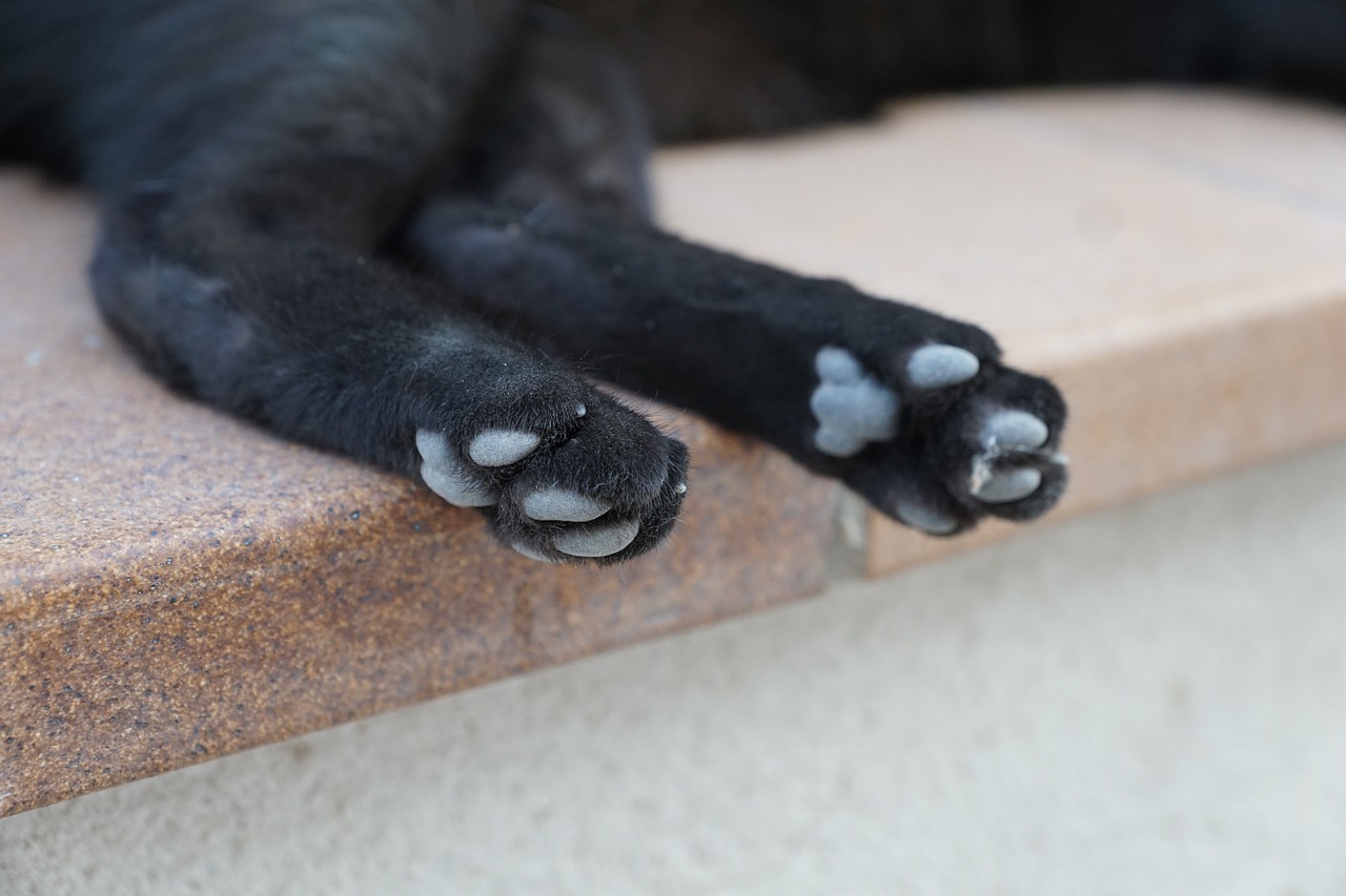 cat black paws free photo