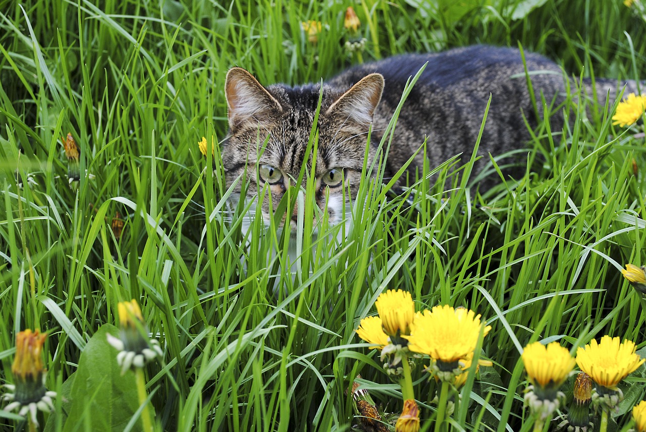 cat grass kitten free photo