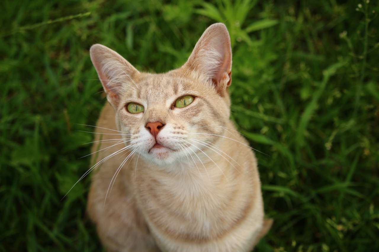 cat kitten mieze free photo