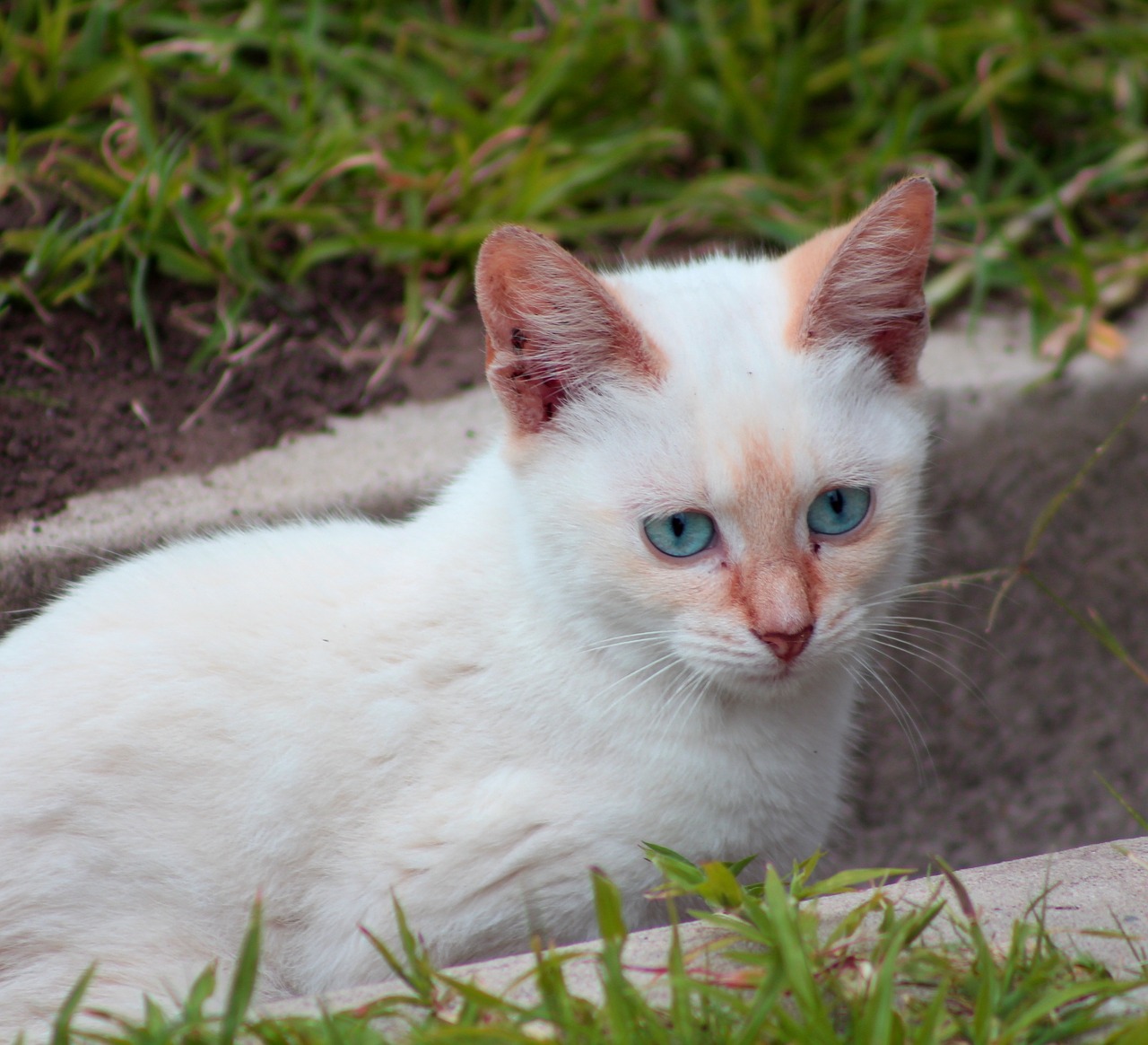 cat white pet free photo