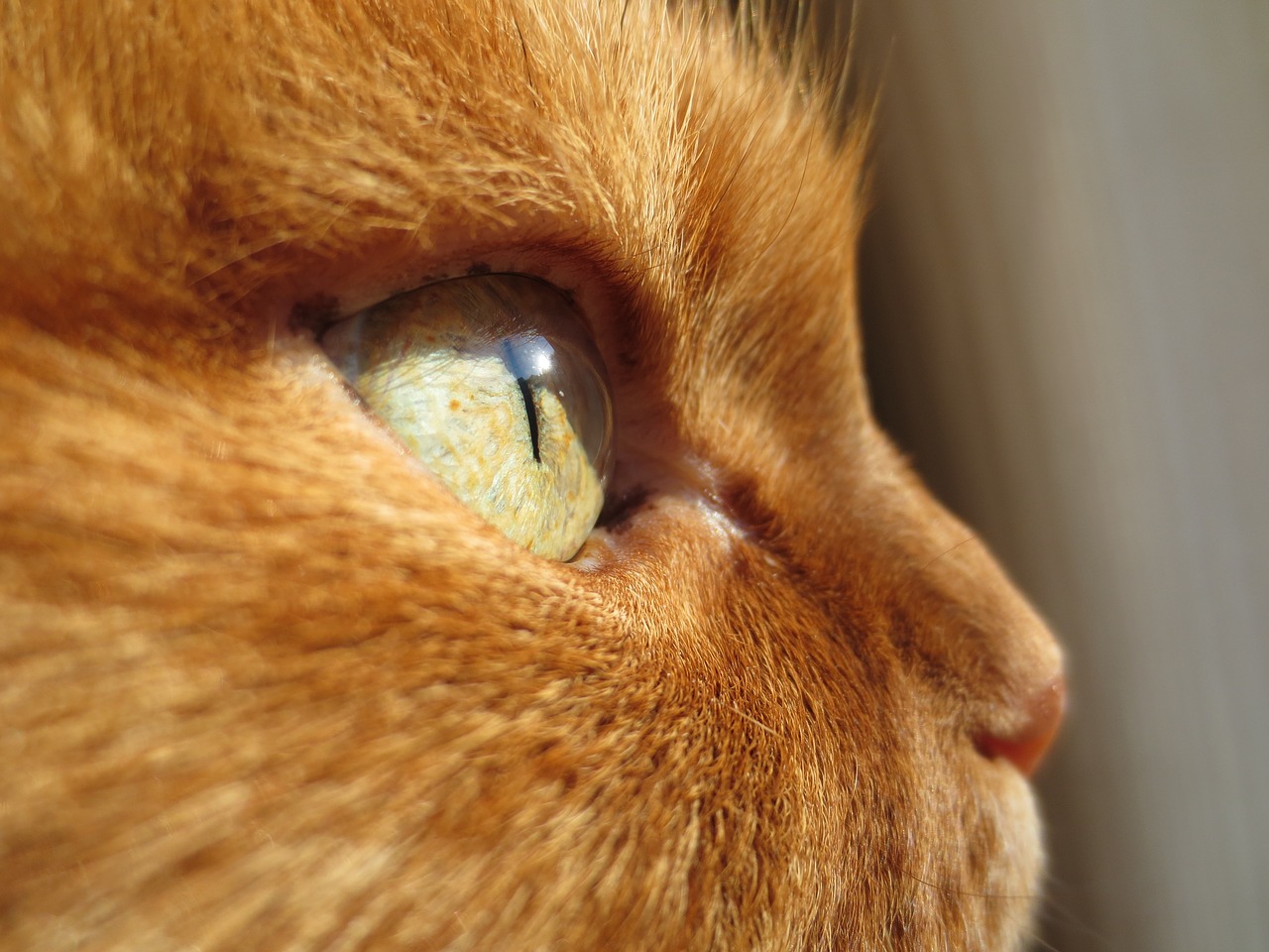 cat eye ginger free photo