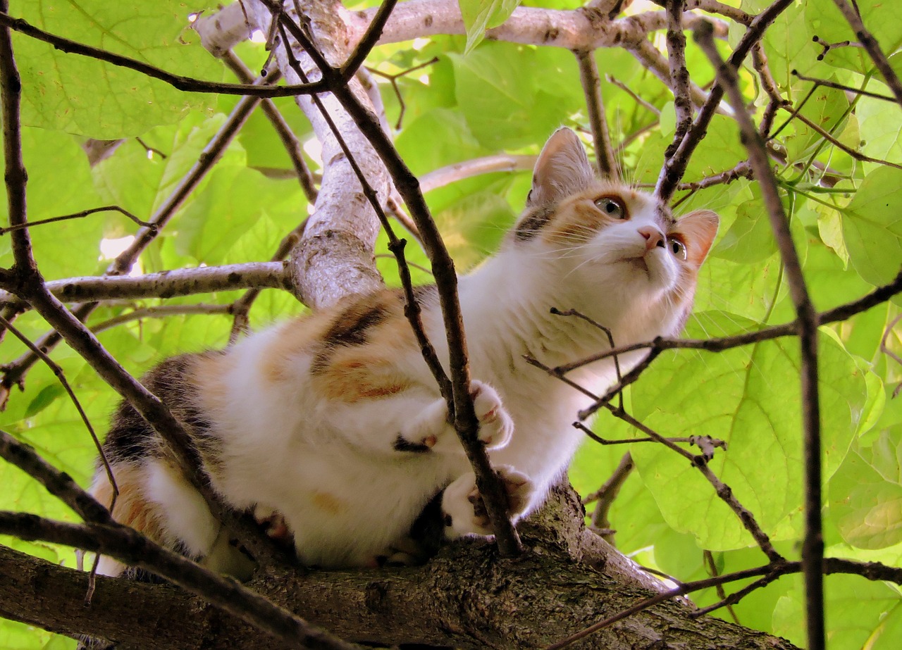 cat tree climbing free photo