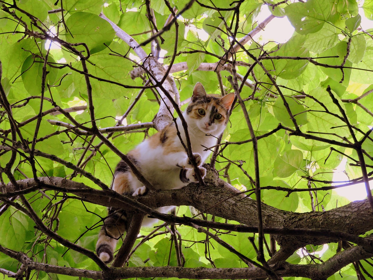 cat tree climbing free photo