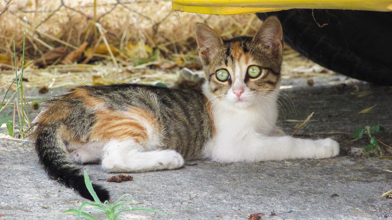 cat stray looking free photo