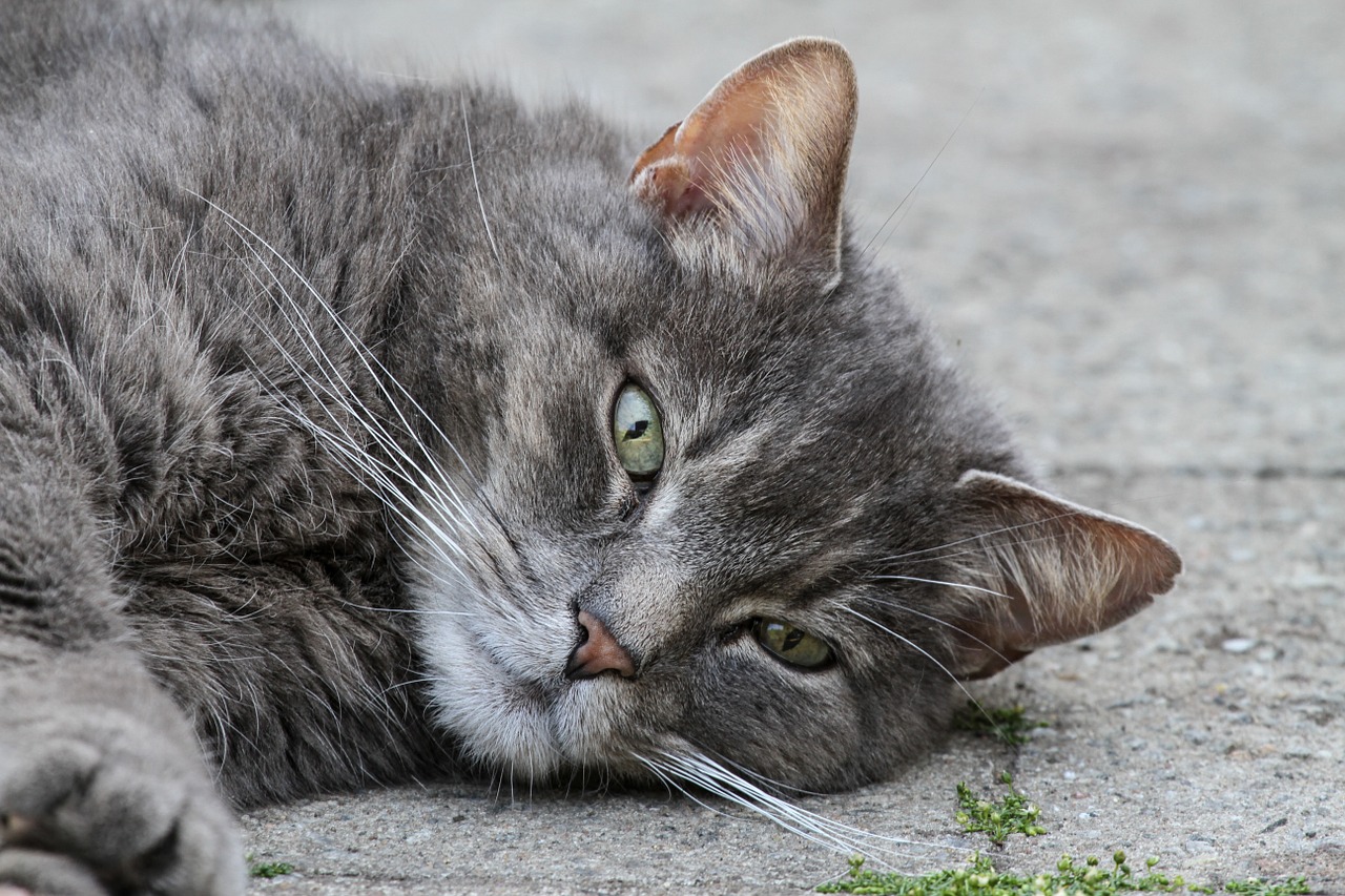 cat domestic cat pet free photo