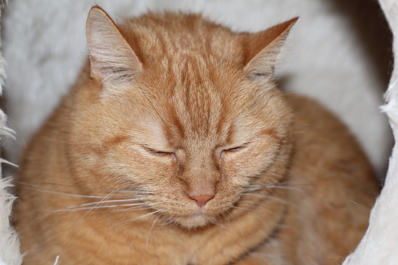 cat red sleep free photo