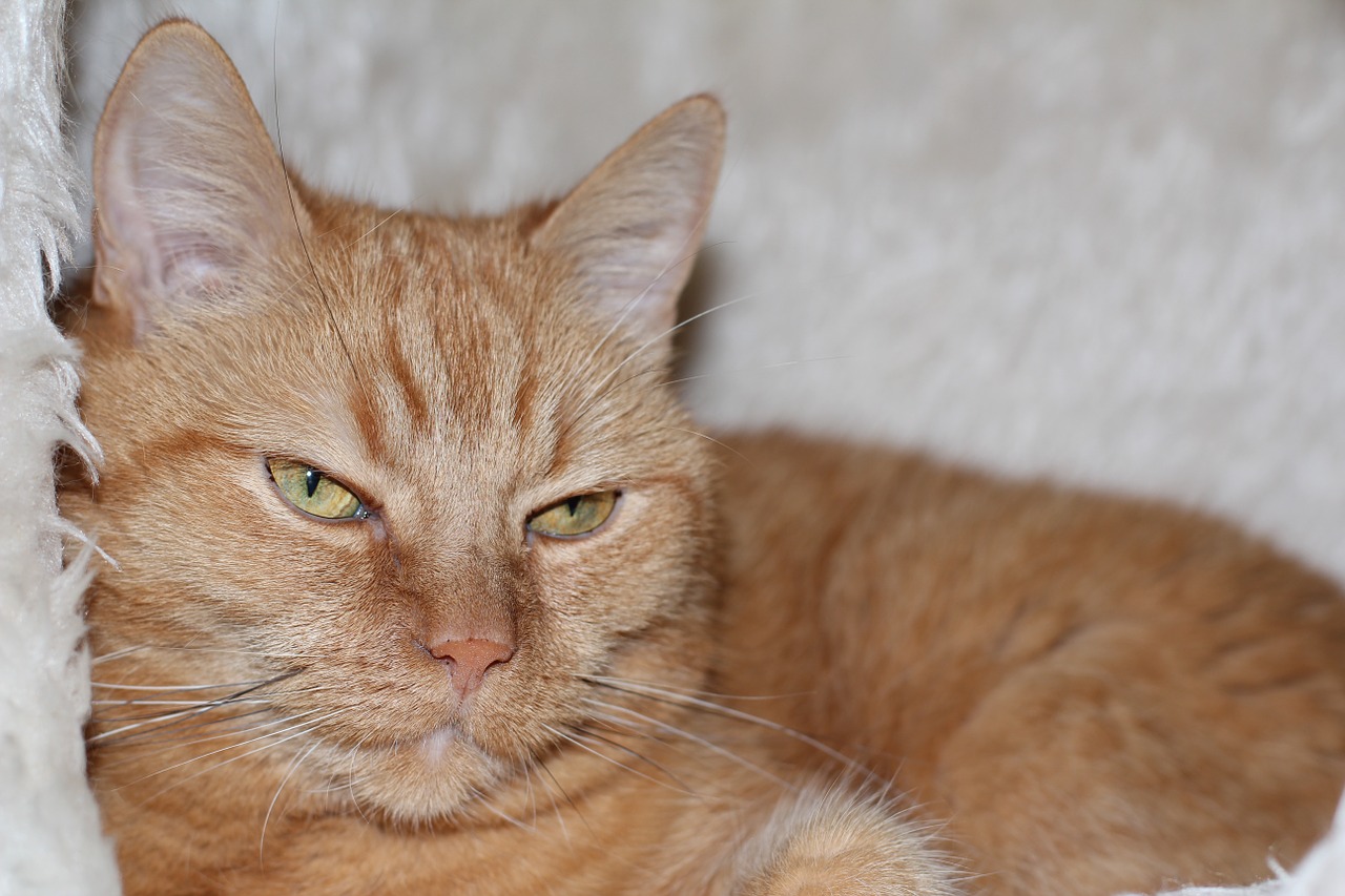 cat domestic cat red cat free photo