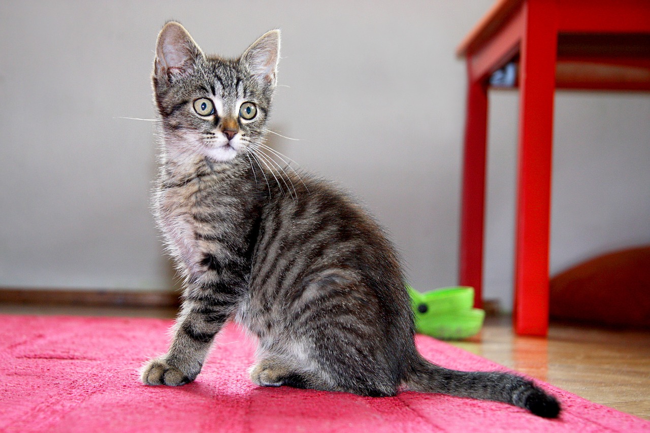 cat kitten sitting free photo