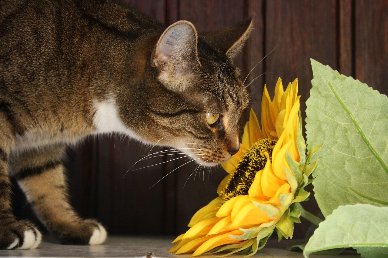 cat sun flower flower free photo