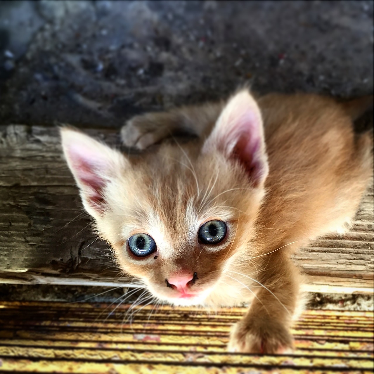 cat kitten eye free photo