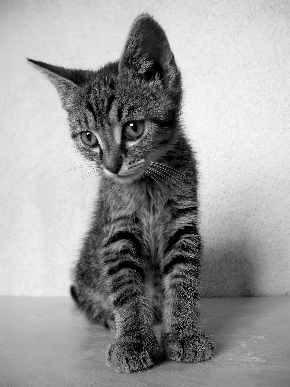 cat kitten black and white cat free photo