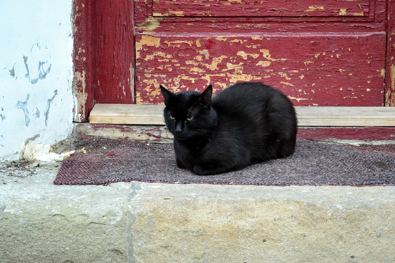 cat black animal free photo