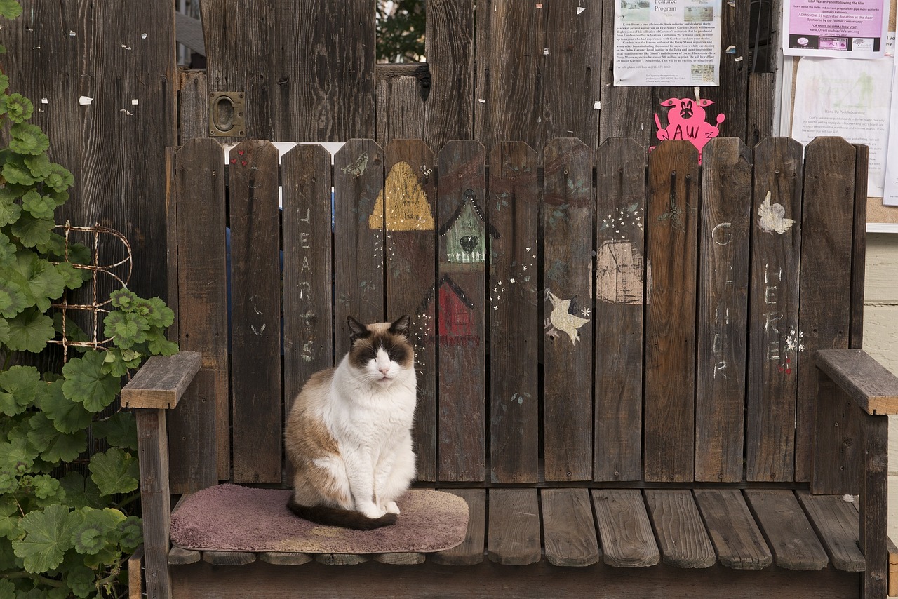 cat bench feline free photo