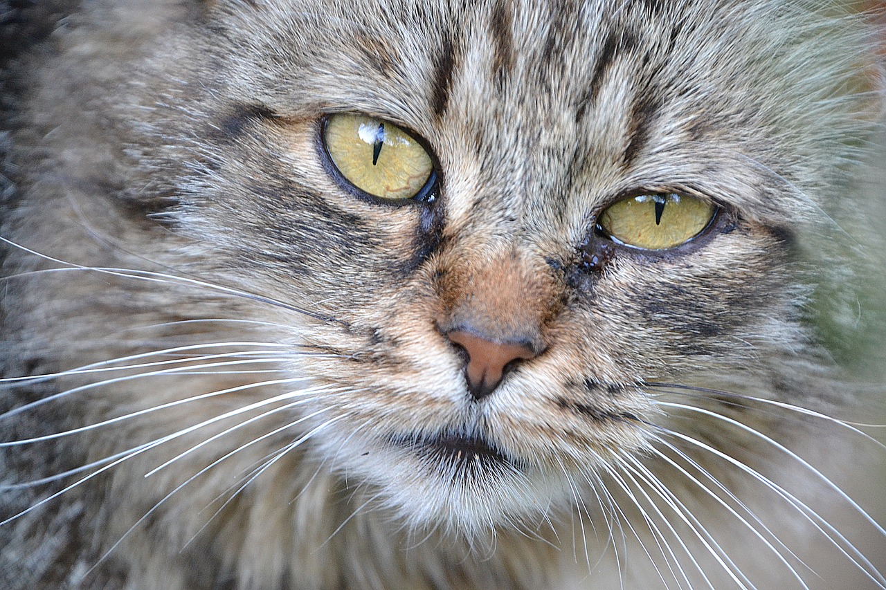 cat close view free photo