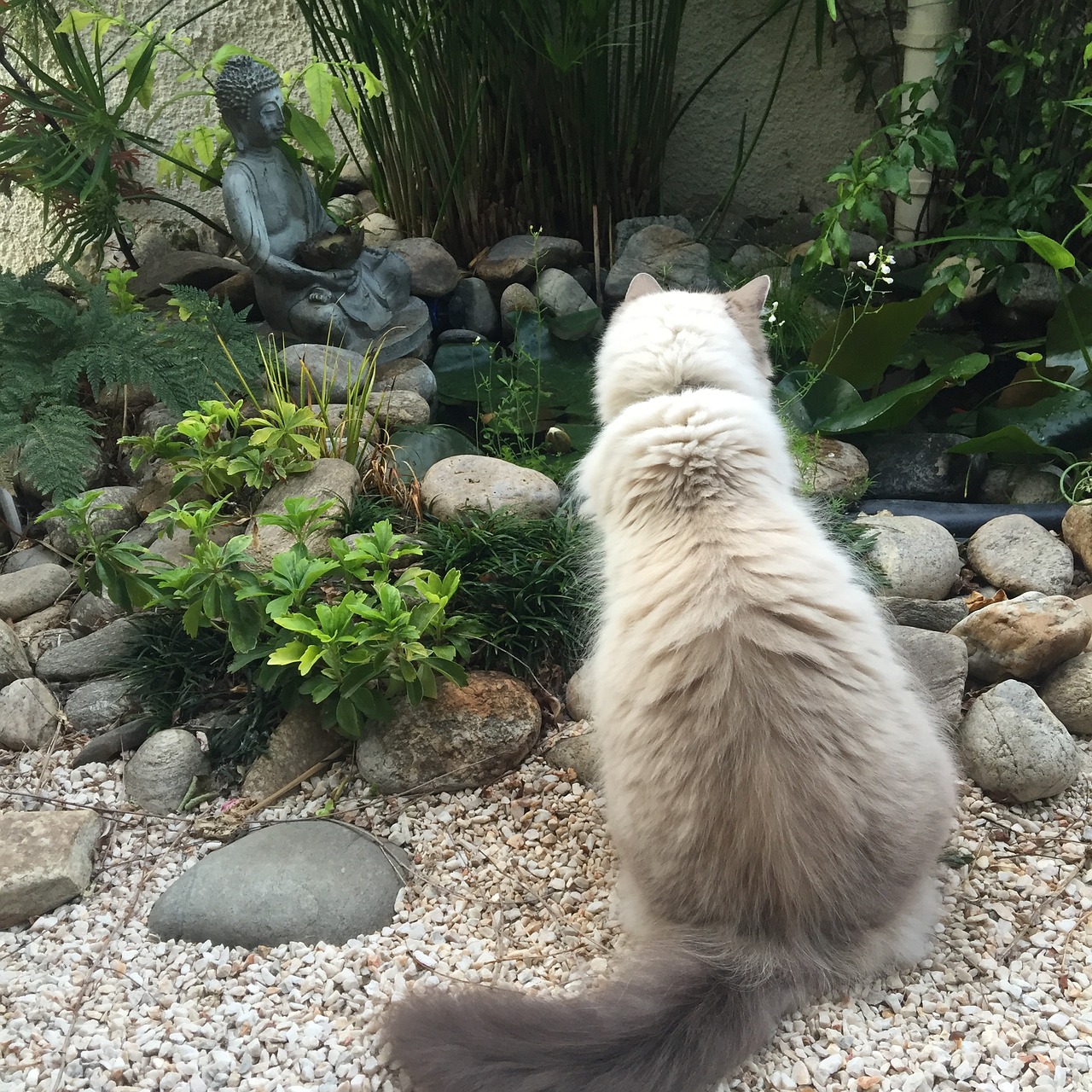 cat meditation buddha free photo