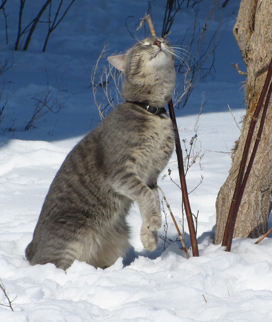 cat emotions winter free photo