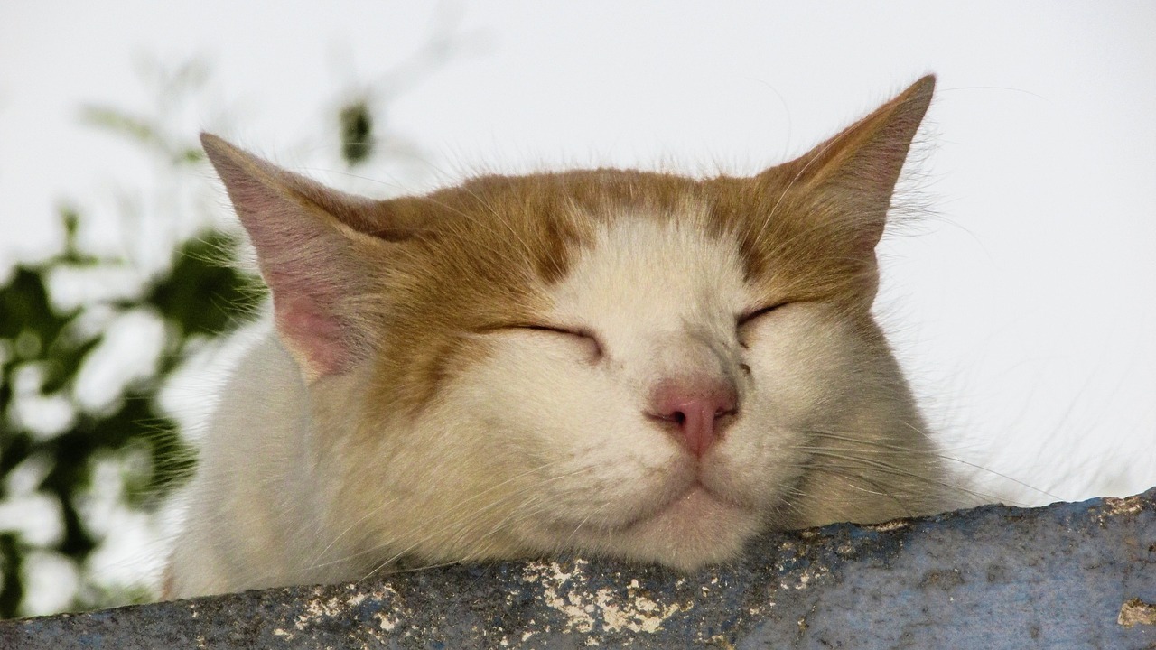 cat resting roof free photo