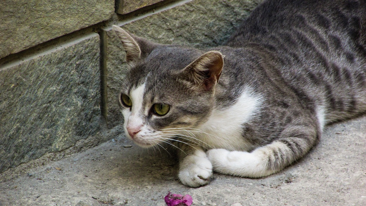 cat stray grey free photo