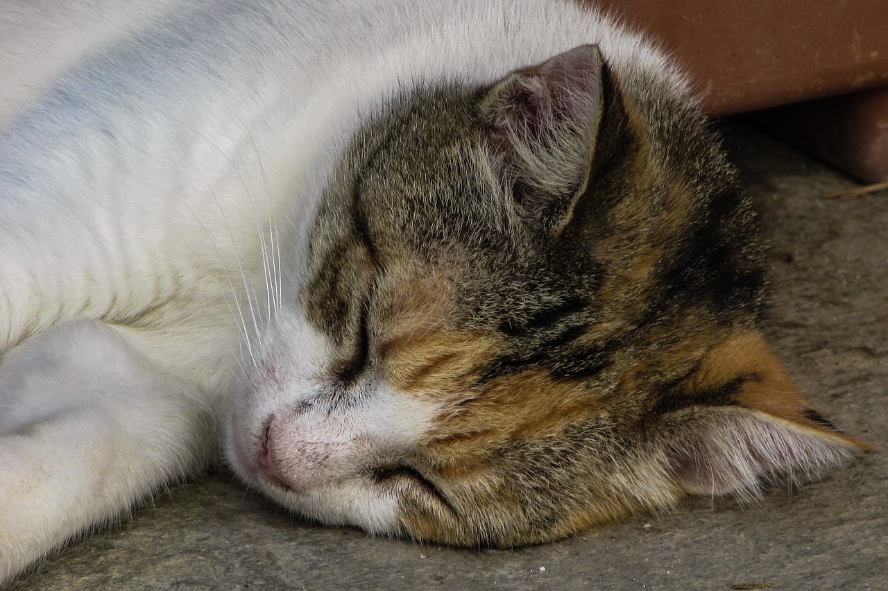 cat resting cute free photo