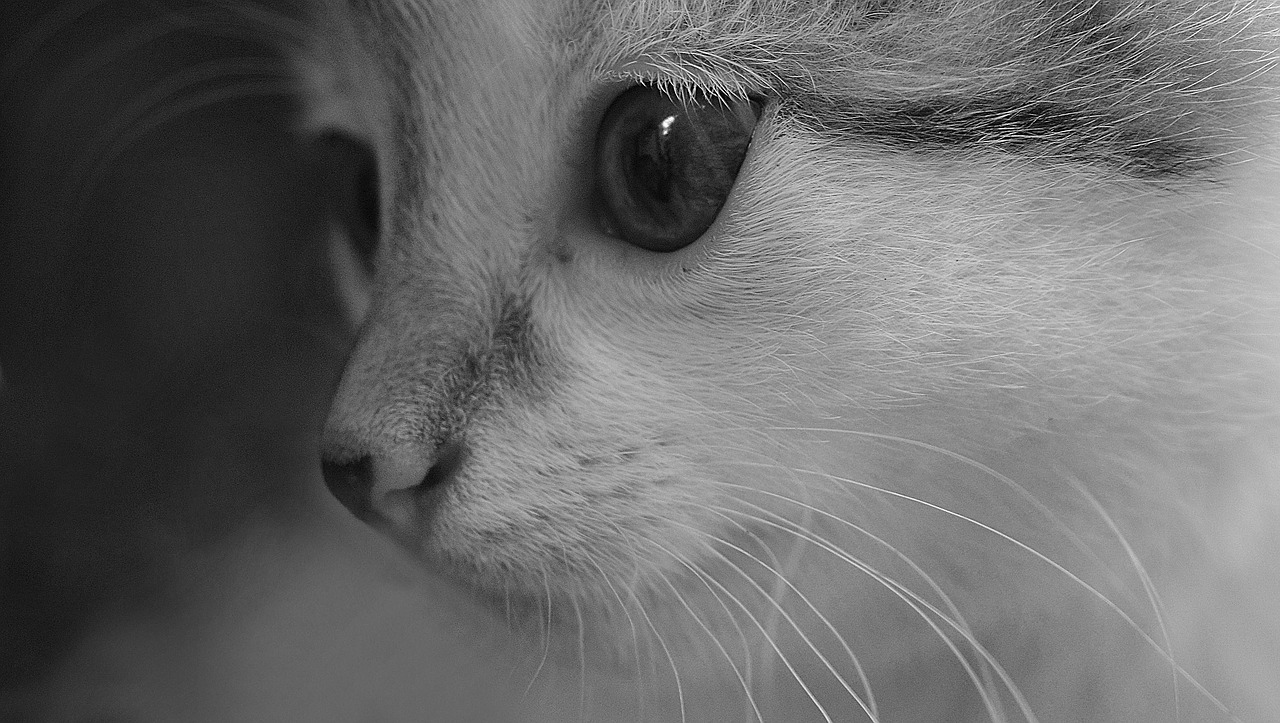cat animal love free photo