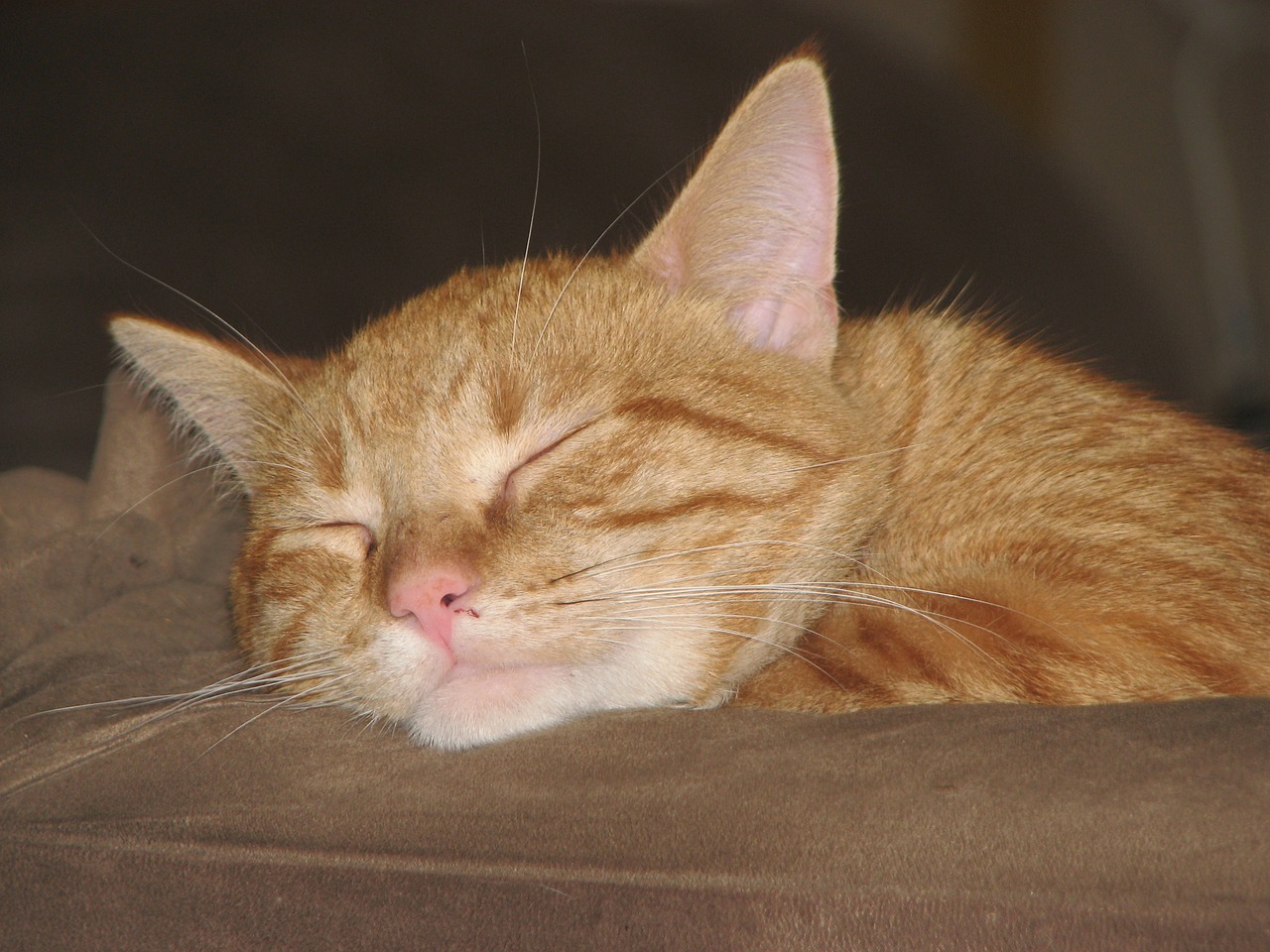 cat sleep orange free photo