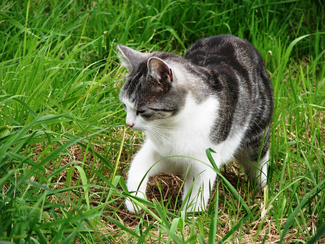 cat grass kitten free photo