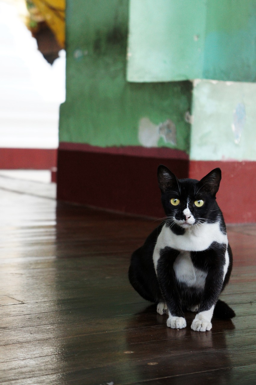 cat black and white black and white cat free photo