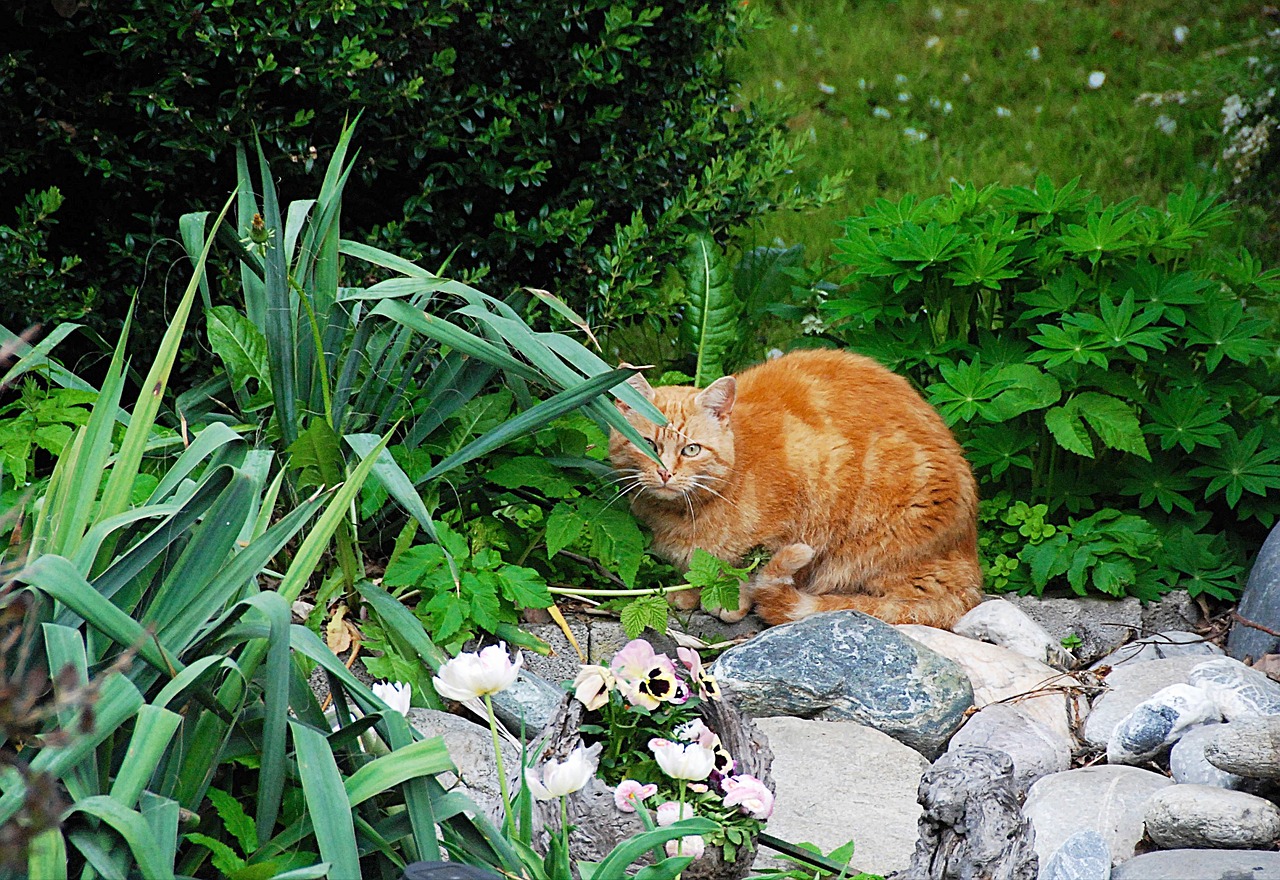 cat lurking domestic cat free photo