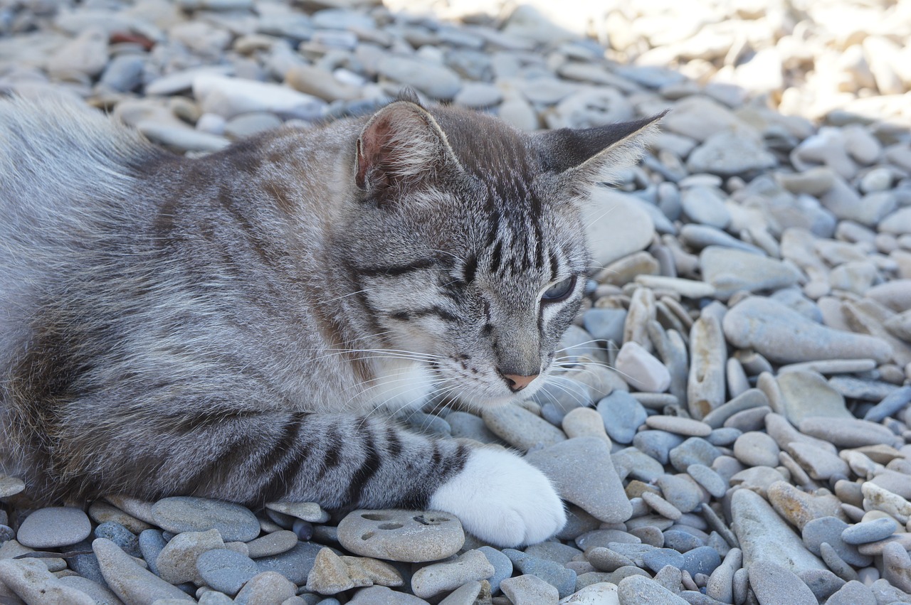 cat beach cat on beach free photo