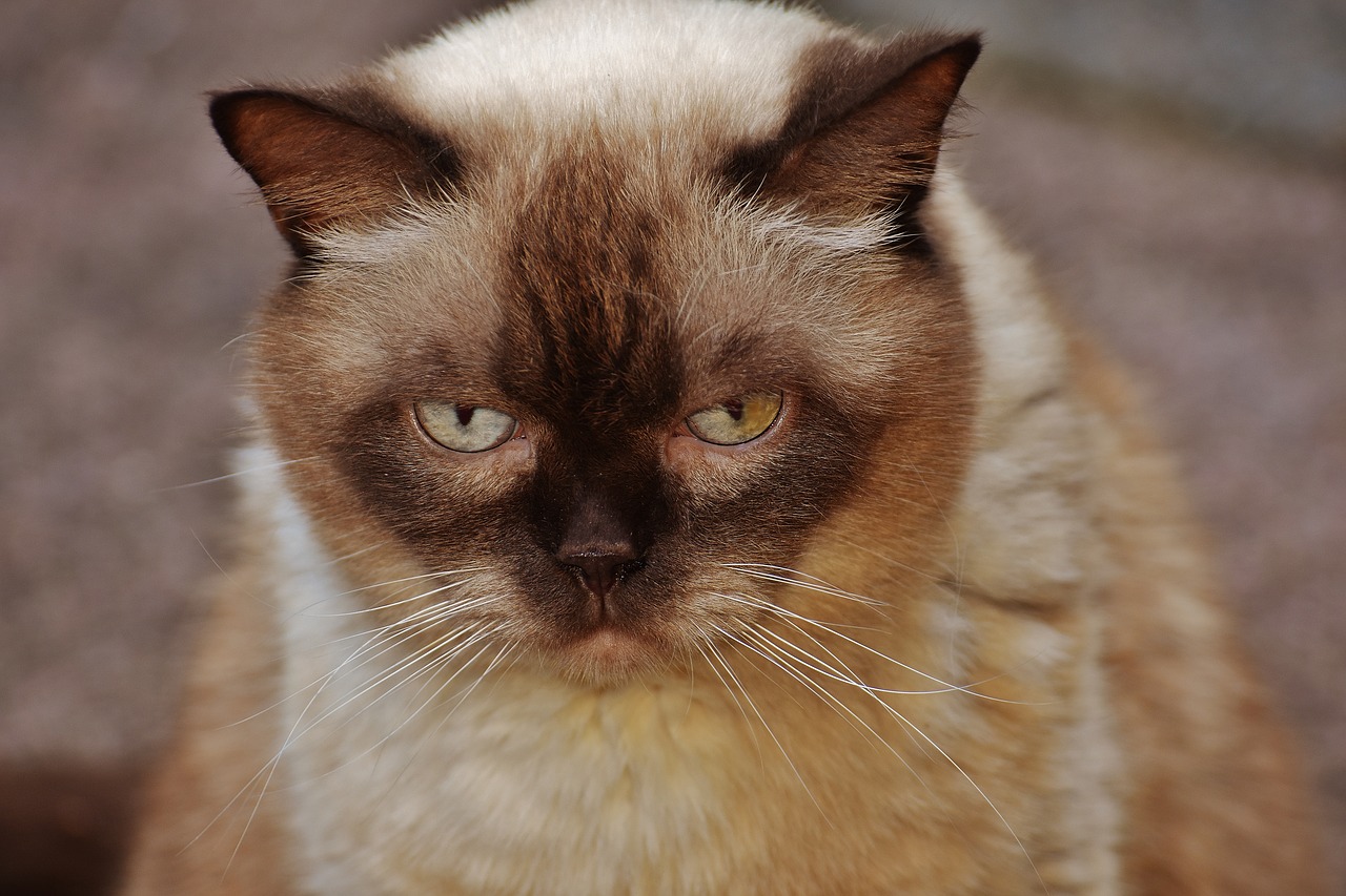 cat british shorthair mieze free photo