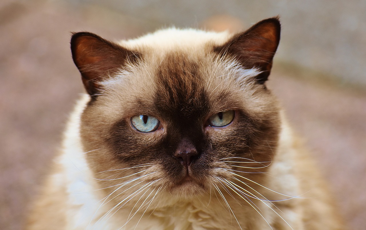 cat british shorthair mieze free photo