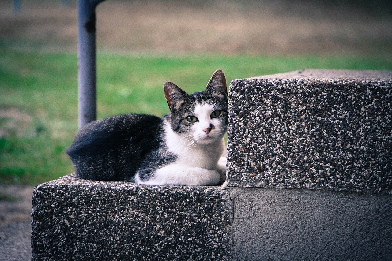 cat feline looking free photo