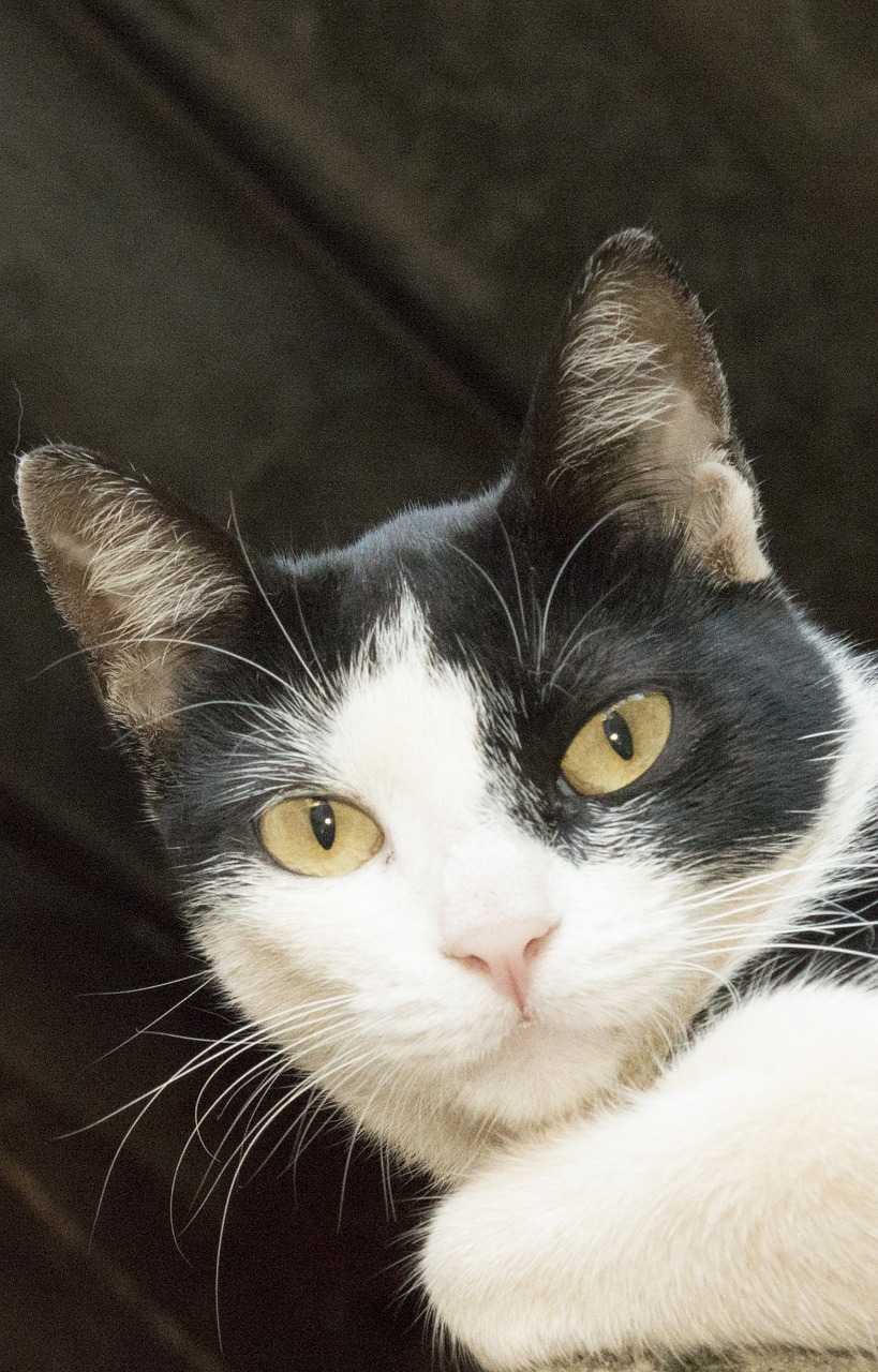 cat feline look black and white free photo