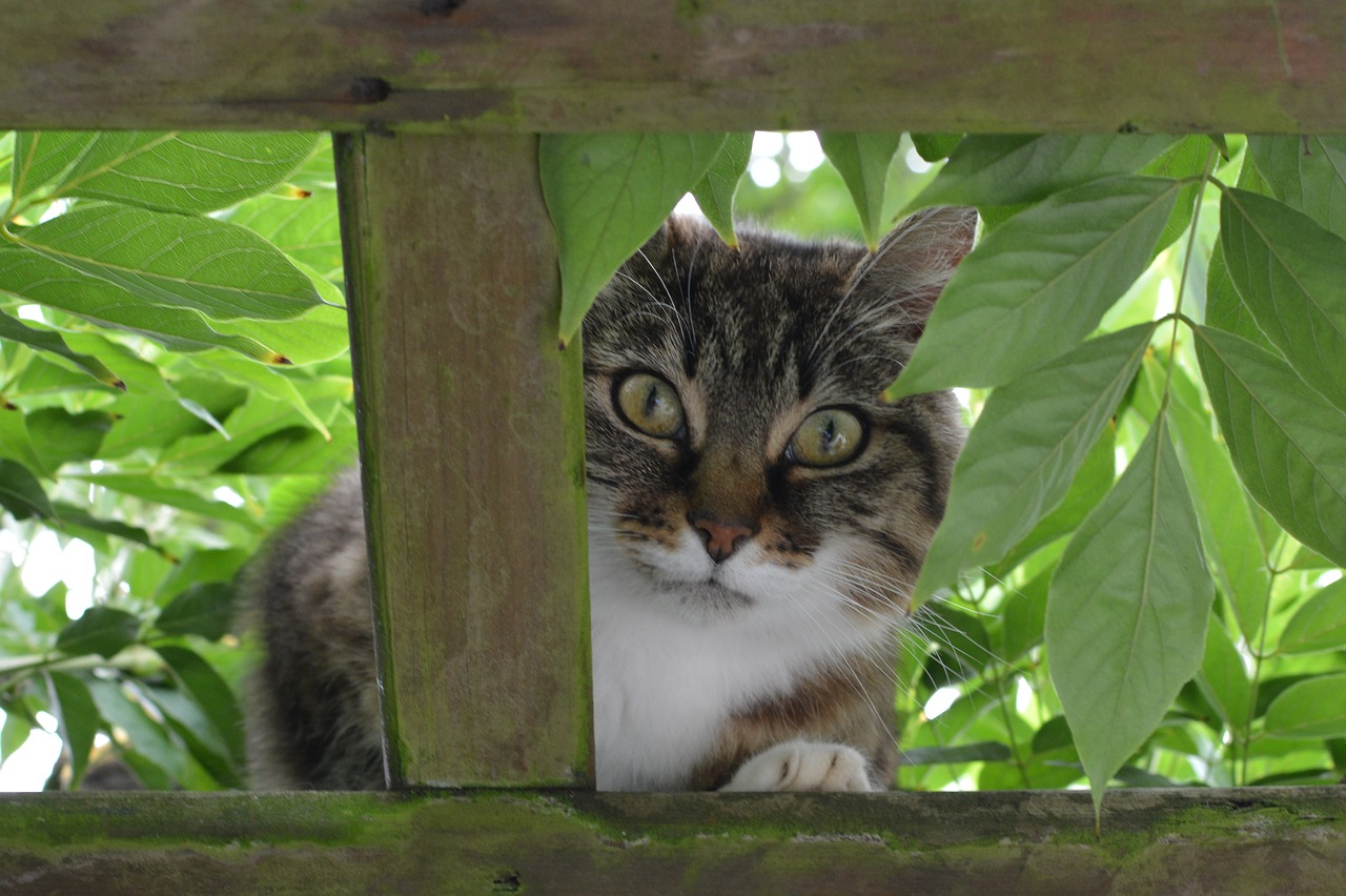 cat animal curious free photo